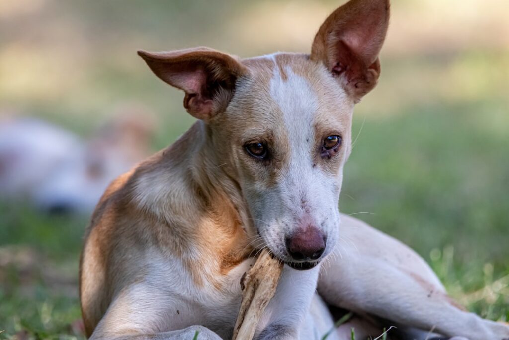 Photo Dog with bone